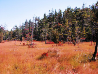 community photo